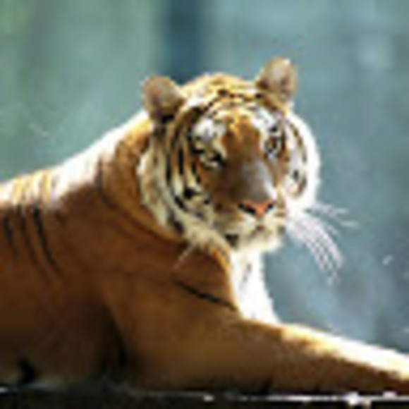 Meet your Posher, Catrina - Picture 1 of 1